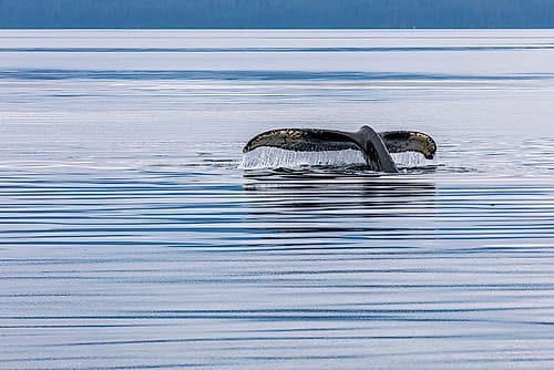 Alaska-Chatham Strait Humpback whale diving Coastal Print